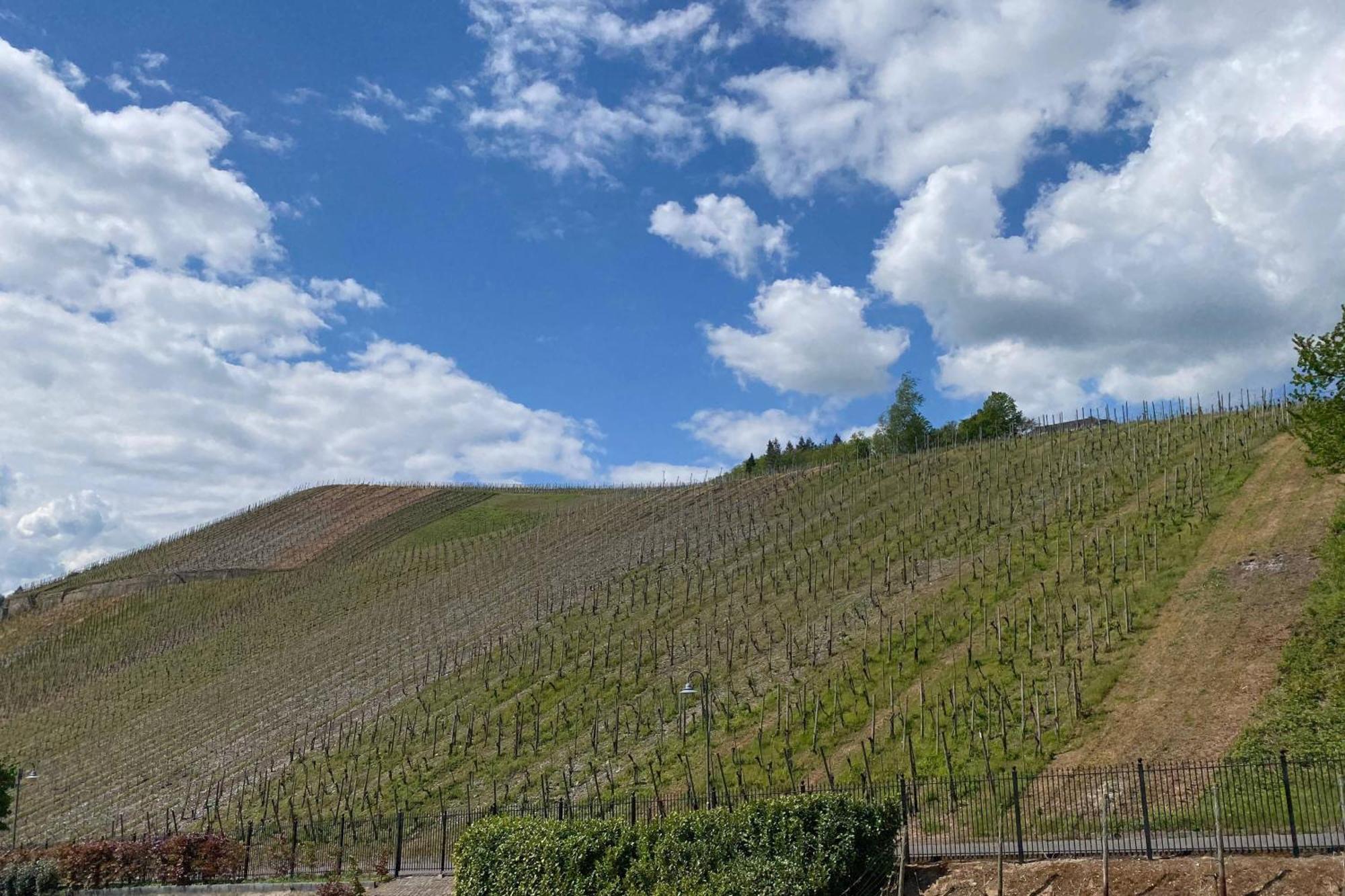 Schloss Lieser, Autograph Collection Екстер'єр фото Vineyards in the Columbia Valley