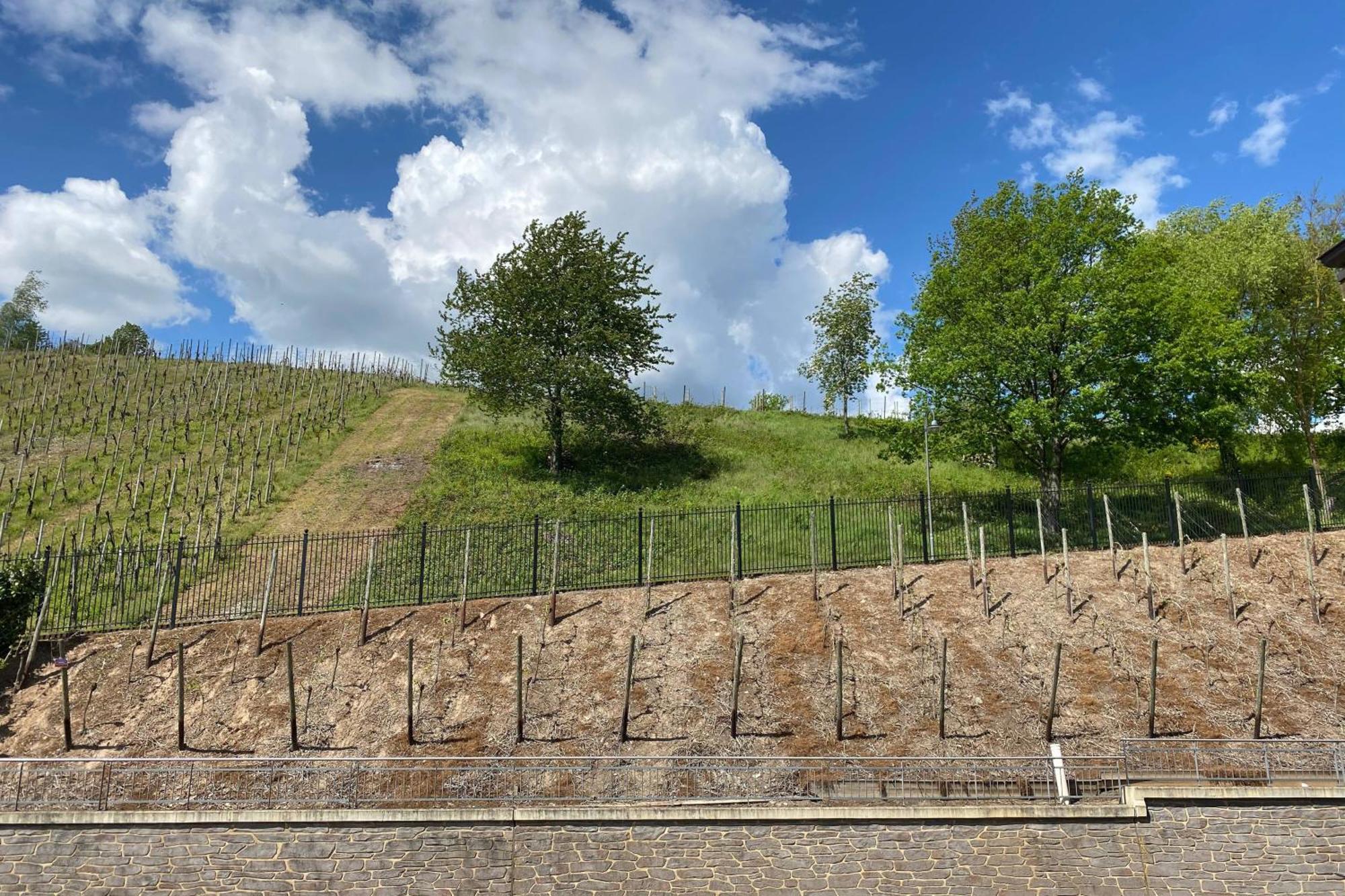 Schloss Lieser, Autograph Collection Екстер'єр фото Vineyards in the commune